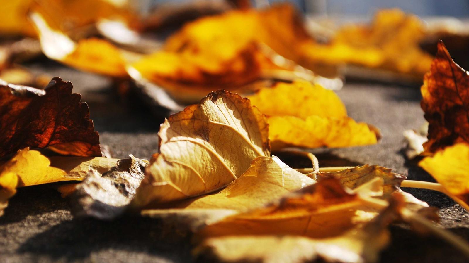 Community Cleanup Programs Should Track What They Collect